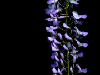 Img.VTax558.ExN.Img4
