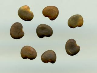Img.VTax596.ExN.Img8