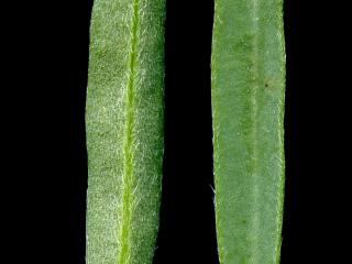 Img.VTax601.ExN.Img9