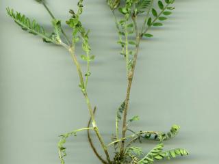 Img.VTax619.ExN.Img15