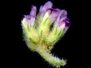 Img.VTax620.ExN.Img6