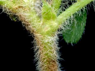 Img.VTax620.ExN.Img9