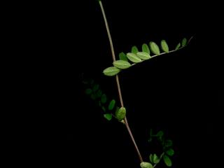 Img.VTax643.ExN.Img9