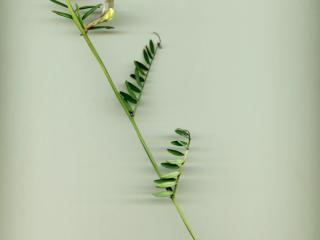 Img.VTax644.ExN.Img2