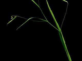 Img.VTax679.ExN.Img1