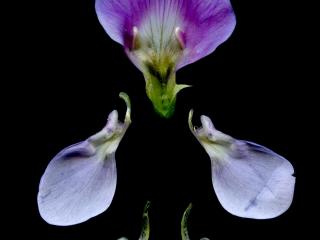 Img.VTax681.ExN.Img11