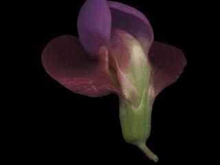 Img.VTax681.ExN.Img7