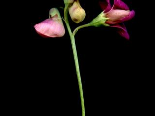 Img.VTax683.ExN.Img14