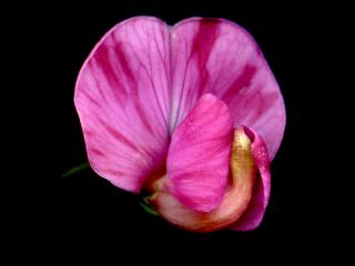 Img.VTax683.ExN.Img15