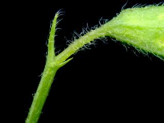 Img.VTax688.ExN.Img6