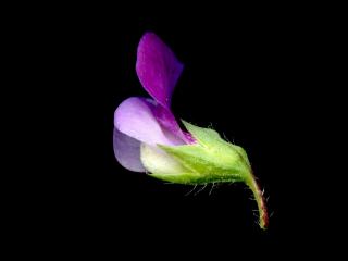 Img.VTax688.ExN.Img7