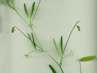 Img.VTax688.ExN.Img9