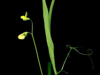 Img.VTax689.ExN.Img18