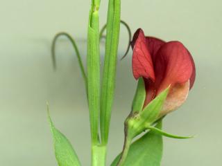 Img.VTax691.ExN.Img3