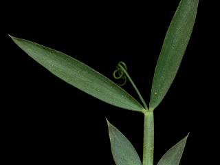 Img.VTax691.ExN.Img9