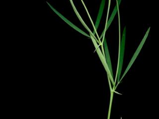Img.VTax699.ExN.Img1