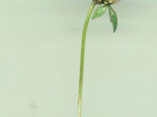 Img.VTax781.ExN.Img4