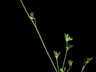 Img.VTax794.ExN.Img8