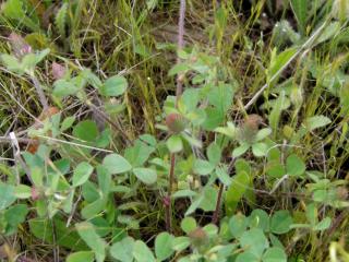 Img.VTax811.ExN.Img4