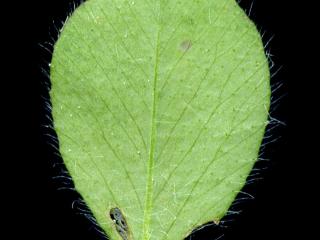 Img.VTax811.ExN.Img7