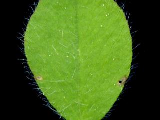 Img.VTax811.ExN.Img9