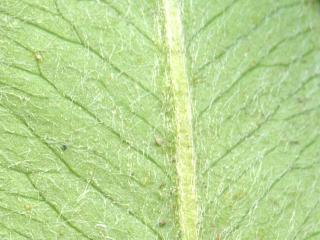 Img.VTax813.ExN.Img9