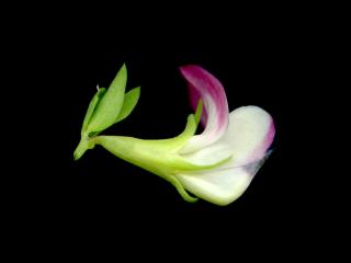 Img.VTax831.ExN.Img6