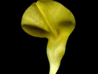Img.VTax842.ExN.Img3