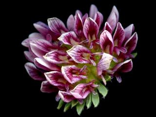 Img.VTax845.ExN.Img15