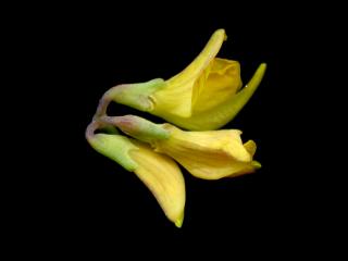 Img.VTax856.ExN.Img8