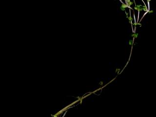 Img.VTax886.ExN.Img11