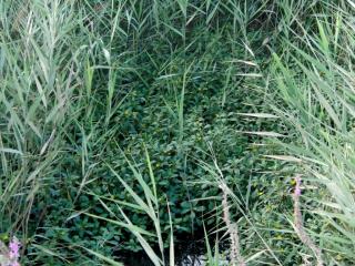 Img.VTax896.ExN.Img3