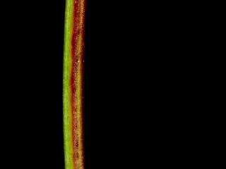 Img.VTax906.ExN.Img1