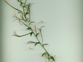 Img.VTax906.ExN.Img3