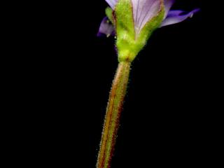 Img.VTax906.ExN.Img4