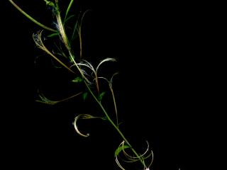 Img.VTax906.ExN.Img6