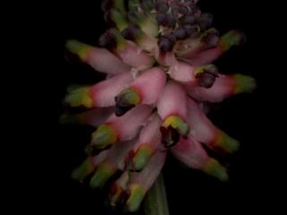 Img.VTax987.ExN.Img2