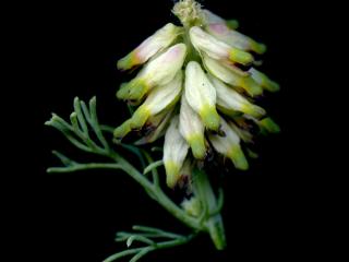 Img.VTax987.ExN.Img8