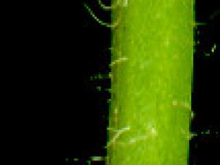 Img.VTax995.ExN.Img5