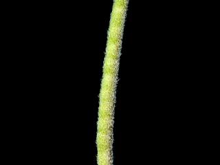 Img.VTax1052.ExN.Img6