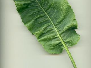 Img.VTax1071.ExN.Img8