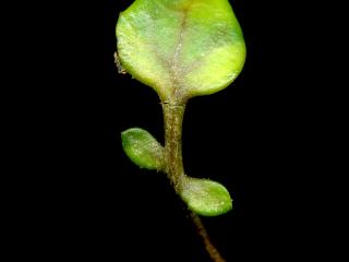 Img.VTax1074.ExN.Img6