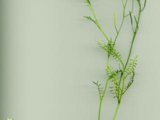 Img.VTax1077.ExN.Img5