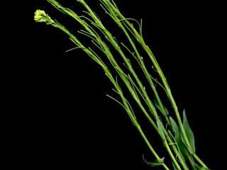 Img.VTax1087.ExN.Img5