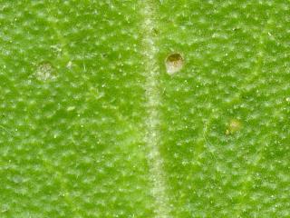 Img.VTax1087.ExN.Img7