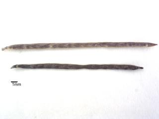 Img.VTax1092.ExN.Img4