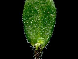 Img.VTax1092.ExN.Img8