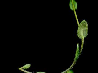 Img.VTax1092.ExN.Img9