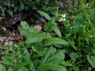 Img.VTax1098.ExN.Img9