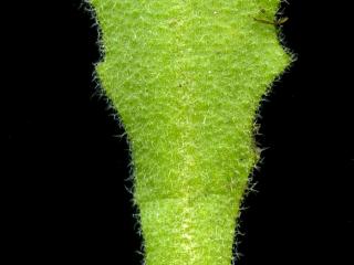 Img.VTax1099.ExN.Img3